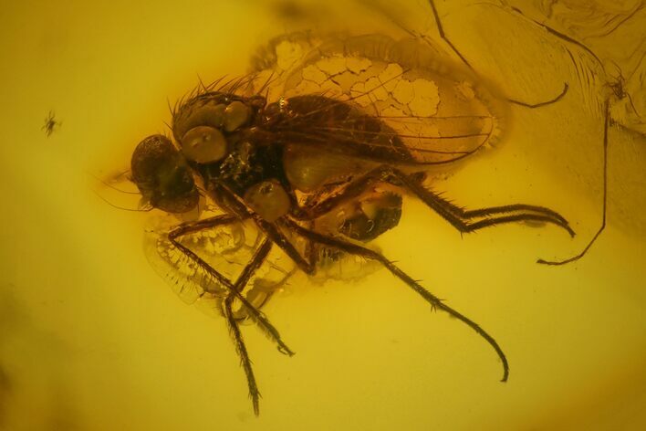 Two Fossil Flies (Diptera) In Baltic Amber #139069